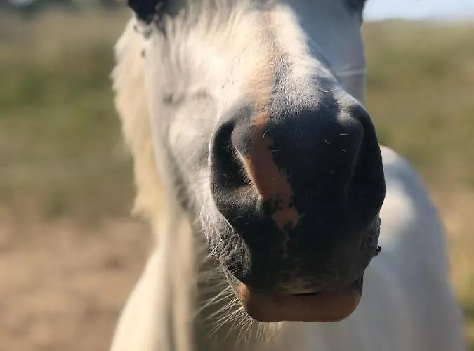 La Parenthèse - Atypique - Piscine - Proche Le Mans *